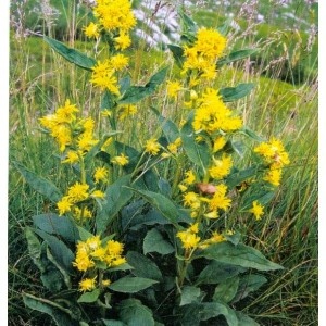 Celík zlatobýl (semena)