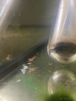 Krevetky Red cherry - 1