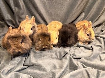 Zakrslý králíček