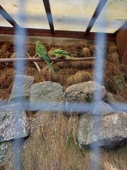 Prodám Papoušek nádherný