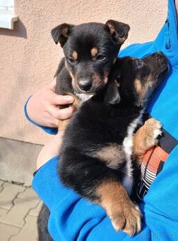 Prodám štěně - fenku