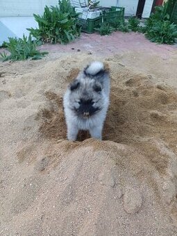 Německý vlčí špic Keeshond