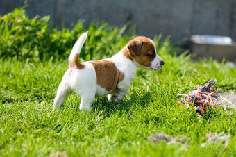 Jack Russell terier - hladkosrstá fenka s PP
