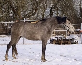 Cruzado,španělský pas,5 let