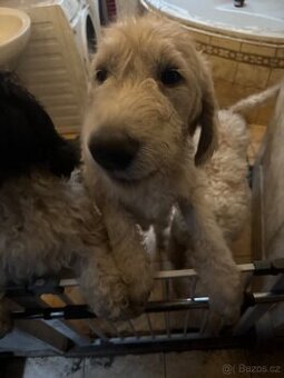 Golden doodle - 1