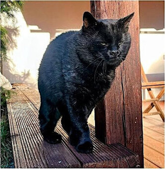 Neviděli jste Bertíka? Pořád ho hledáme