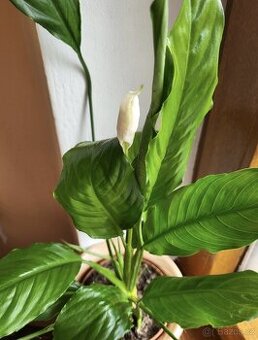 Spathiphyllum sadička - 1