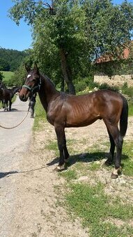 Roční hřebeček