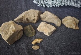 Zkameneliny