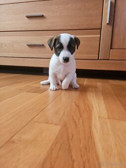 JACK RUSSELL - K REZERVACI