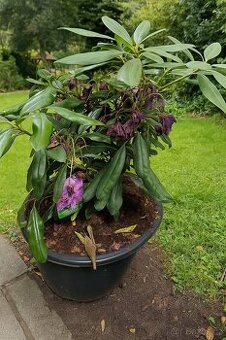 RHODODENDRON