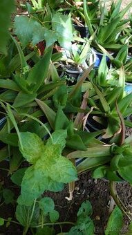 Aloe Vera