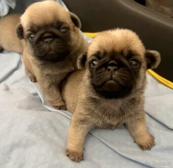 Mops