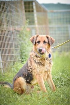 Shadow - x Německý ovčák, Hodně bláznivý aktivní kluk,4 roky