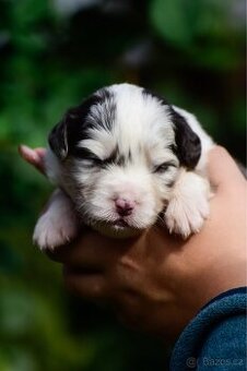 Australský ovčák s PP - blue Merle a black tri