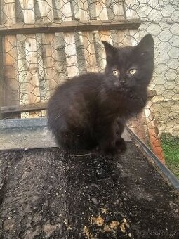 Koťátka "černé pumičky"