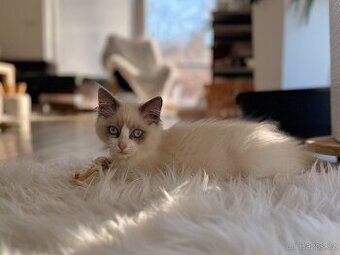 Ragdoll - blue bicolour kočička
