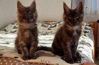 Koťátka Mainské mývalí kočky s PP