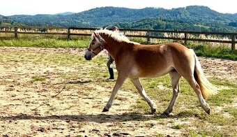 Kvalitní klisna hafling