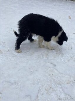 Prodám Border kolie pejsek