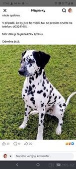 Hledá se Dalmatin Max