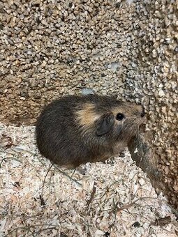 Morče chlapeček nar. 30.12.2025