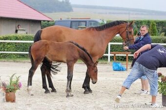 Hřebeček po Babylon Berlin
