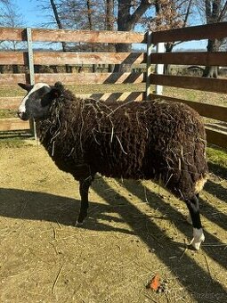 Prodej plemenného berana plemene Zwartbles