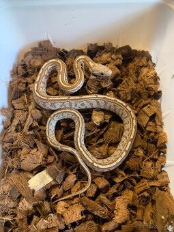 Letošní rozkrmené Užovky