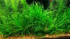 Akvarijní rostlina - Japonská blyxa