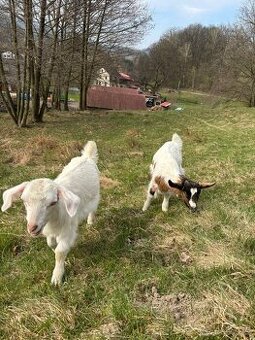 2 dvou a půl měsíční kůzlata, CENA ZA OBĚ DVĚ