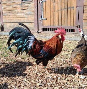 Kohout - vlaška koroptví