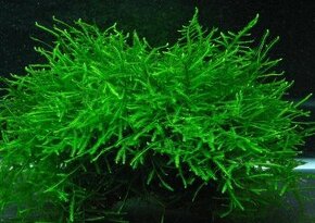 Jávský mech do akvária - Stringy moss