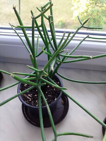 Prodám pokojovou rostlinu pryšec (Euphorbia tirucalli)