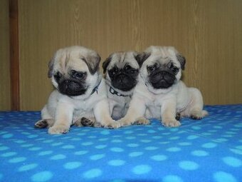 MOPS.