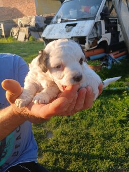 Prodám štěňata Jack Russel teriér