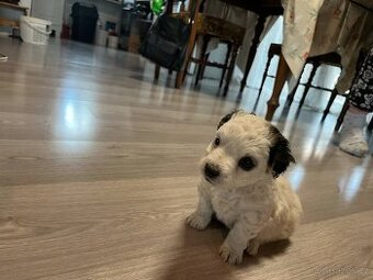 Prodám štěňata Jack Russel teriér