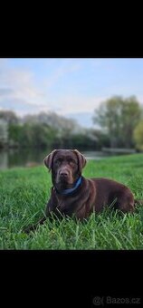 Labrador