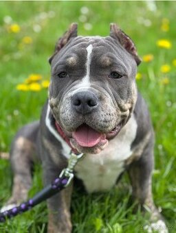 American bully