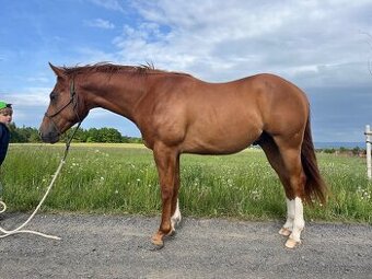 Prodám valacha American quarter horse - 1