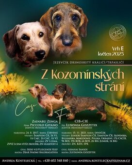 Jezevcik drsnosrstý kralici/trpaslici s PP