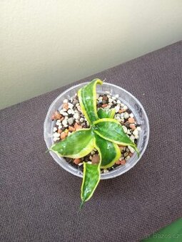 Sansevieria trifasciata 'Tornado'