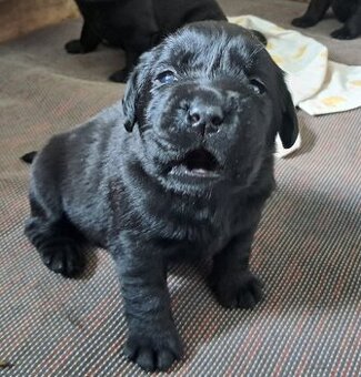 Labradorský retriever s PP černá