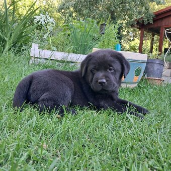 Labradorský retriever s PP černá