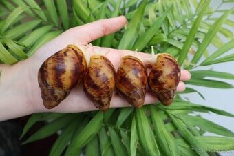 Archachatina marginata ovum Nigeria albino body