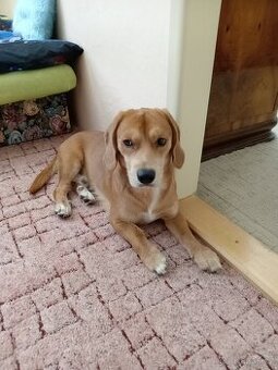 Kříženec beagla a jezevčíka