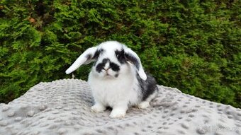 Zakrslý beránek, králíček, králík - NAOMI