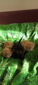 Prodej chlupatá krásná koťátka