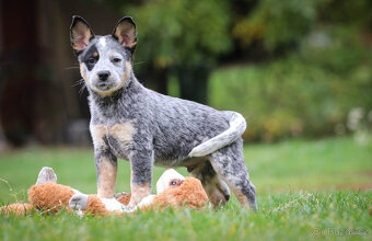 Australský honácký pes