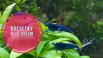 Krevetky modré (NeocaridinaDavidiBlueDream) NOVINKA-zasíláme
